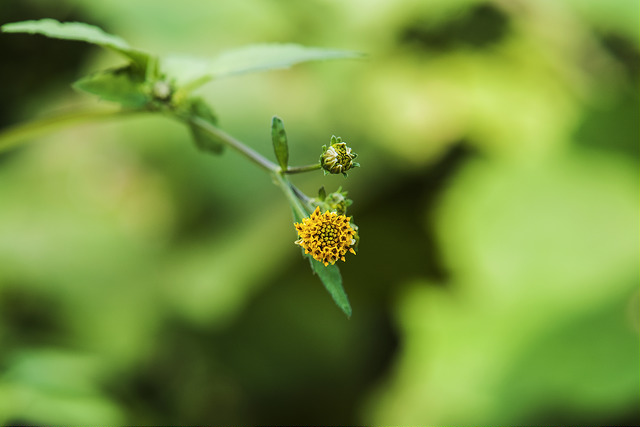 Bident à feuilles bipennées