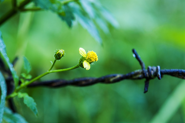 Bident à feuilles bipennées