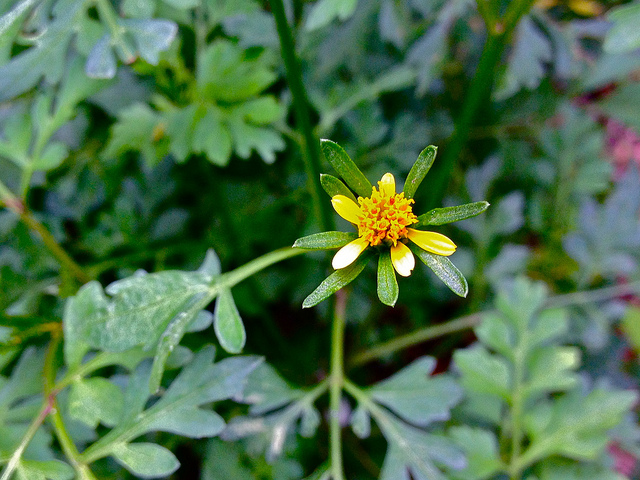 Bident à feuilles bipennées (Bidens bipinnata)