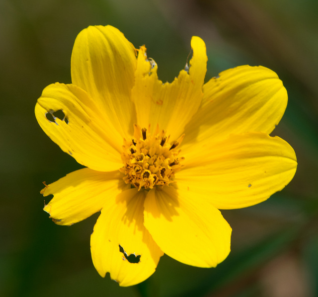 Bident penché (Bidens cernua)