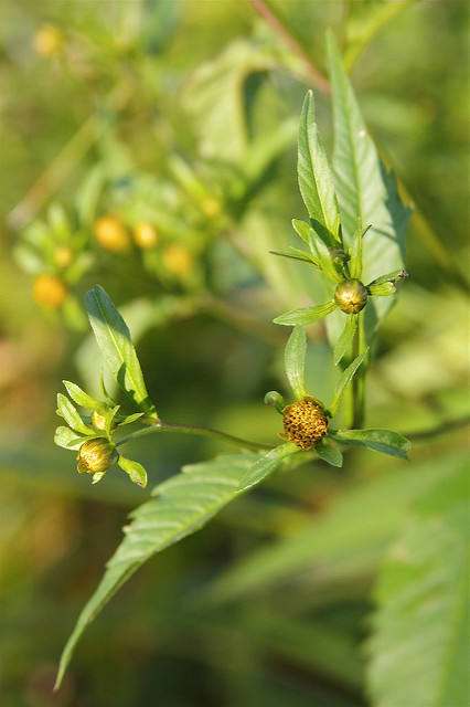 Bident à feuilles connées (Bidens connata)