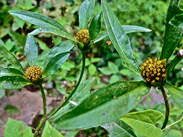 Bidens discoidea