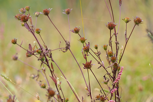 Bident à fruits noirs (Bidens frondosa)