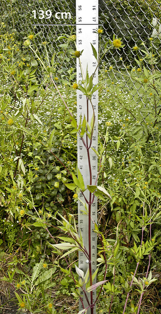 Bident à fruits noirs