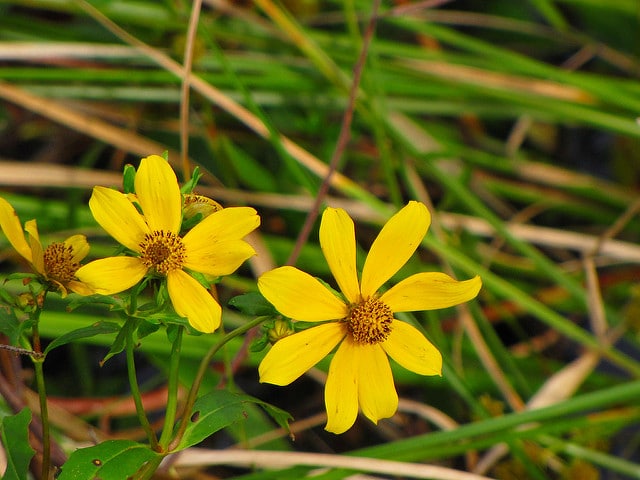 Bidens laevis