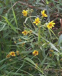 Bidens laevis