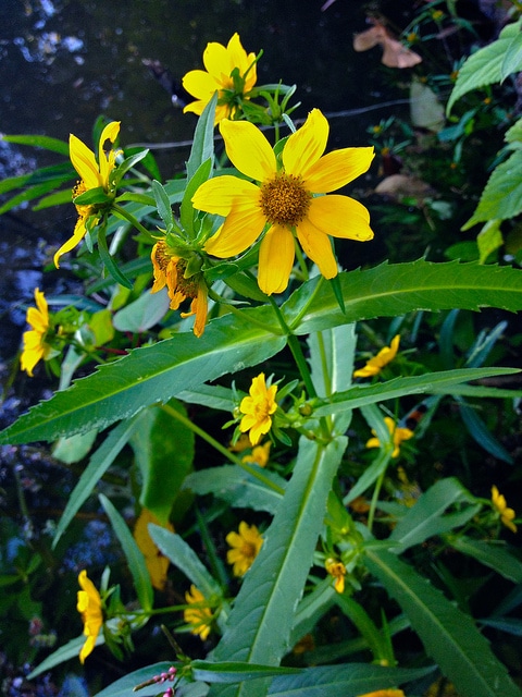 Bidens laevis