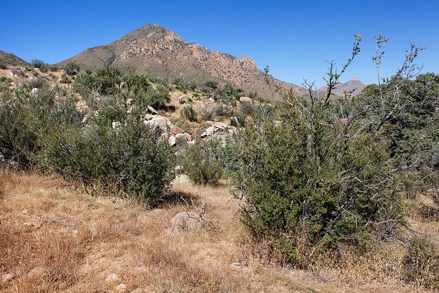 Bidens leptocephala
