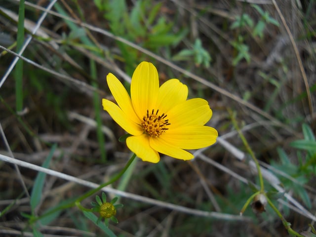 Bidens mitis