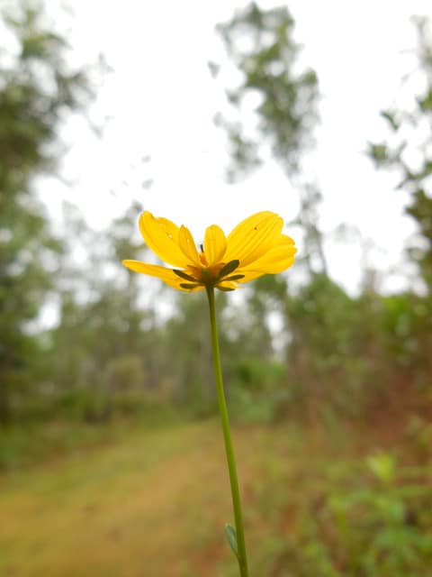 Bidens mitis