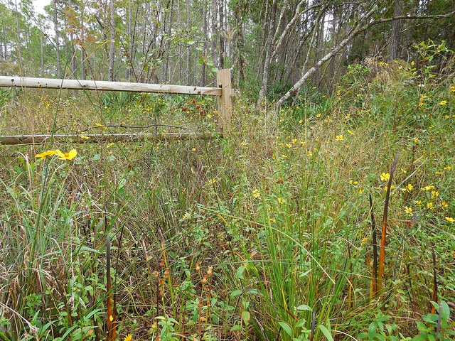 Bidens mitis