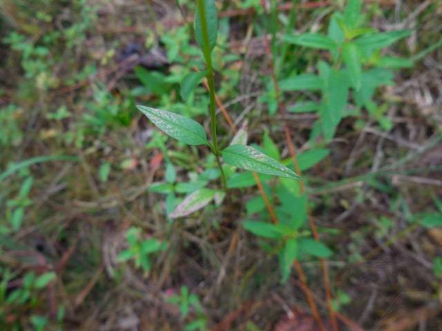 Bidens mitis
