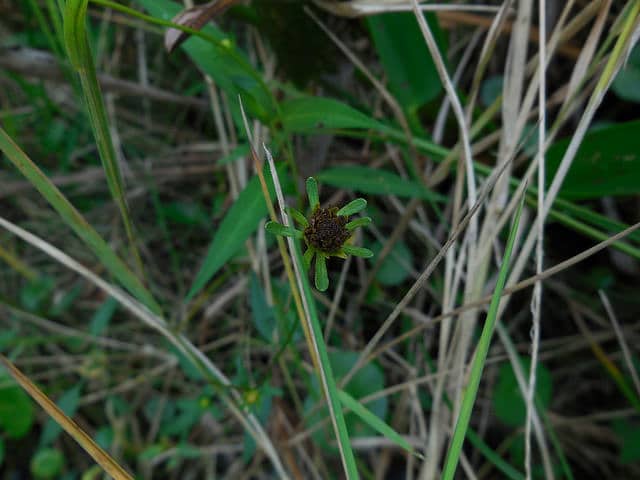 Bidens mitis