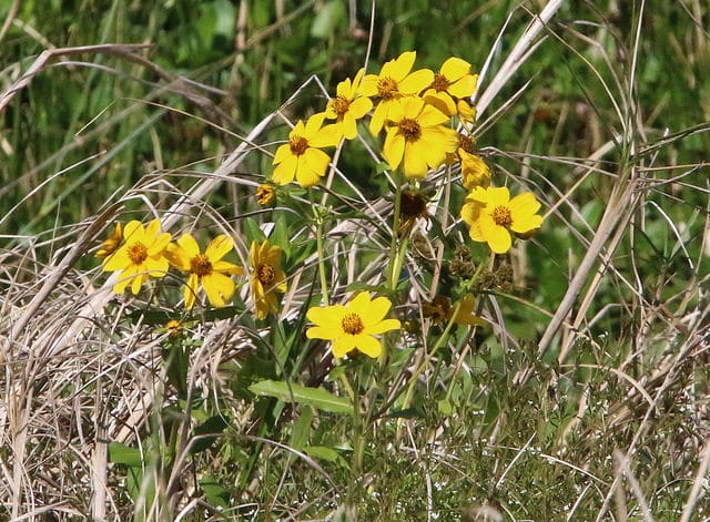 Bidens mitis