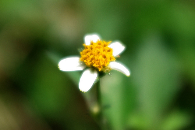 Bident poilu (Bidens pilosa)