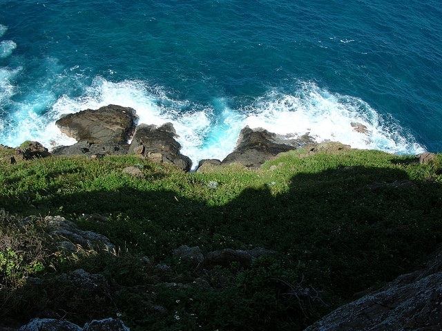 Bident rayonnant