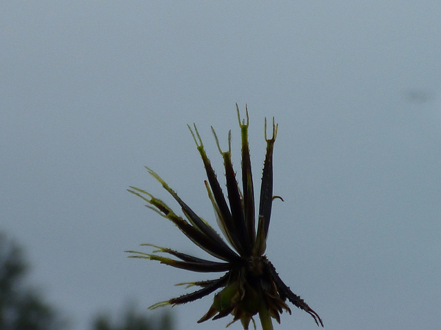 Bident rayonnant (Bidens radiata)