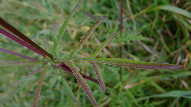 Bident à feuilles semi-alternes (Bidens subalternans)