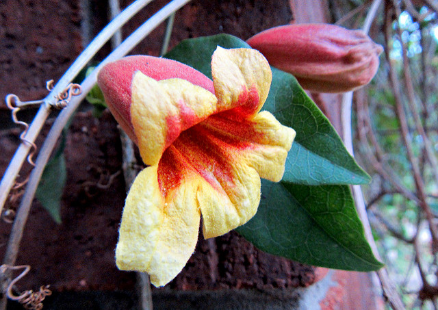 Bignone à vrilles (Bignonia capreolata)