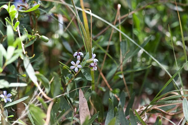 Billardiera cymosa