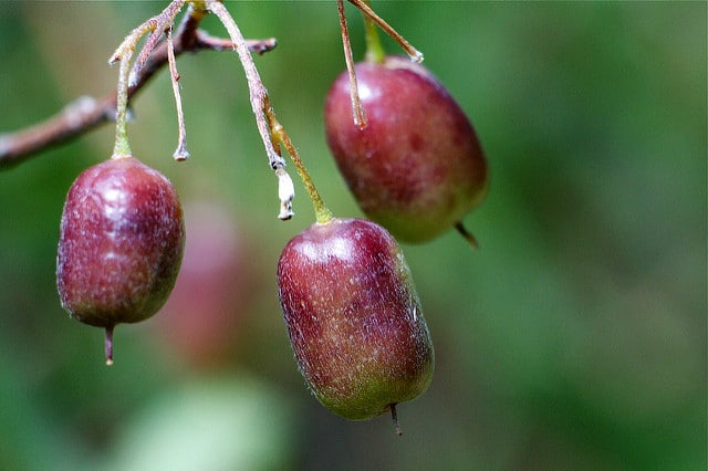 Billardiera cymosa