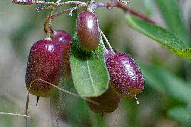 Billardiera cymosa