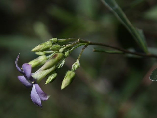 Billardiera cymosa