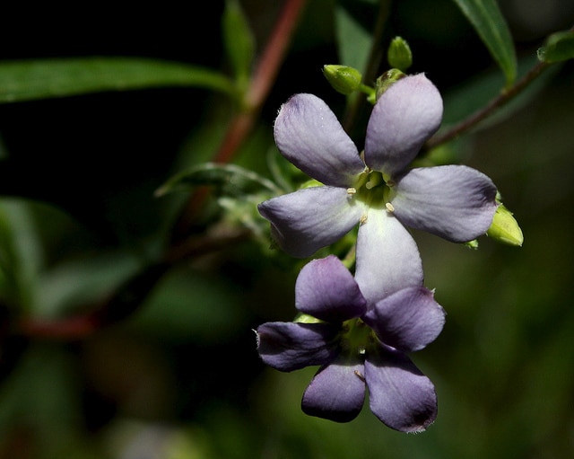 Billardiera cymosa