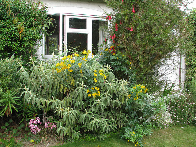Billardiera longiflora