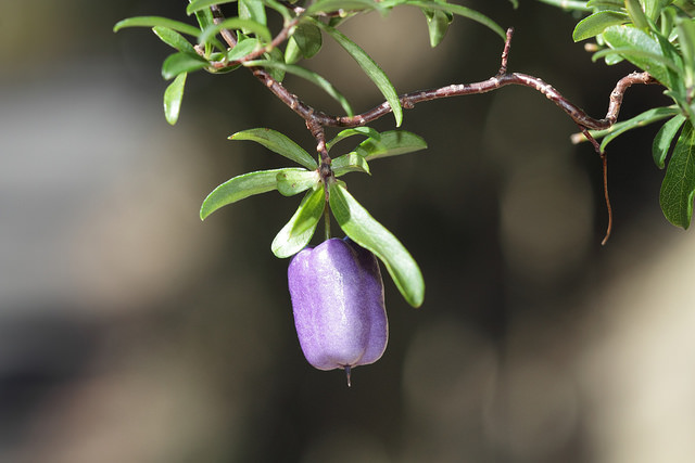 Billardiera longiflora