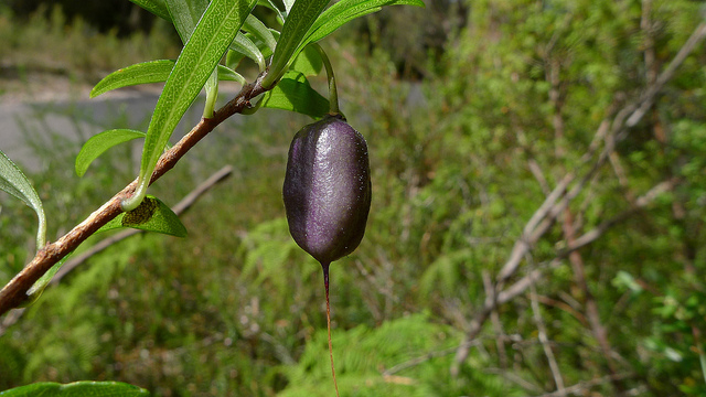 Billardiera longiflora