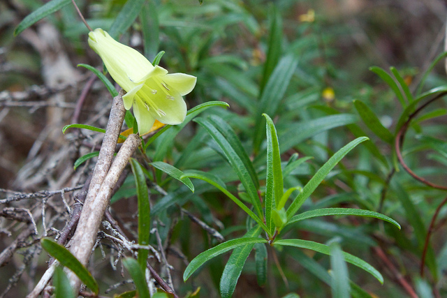 Billardiera longiflora