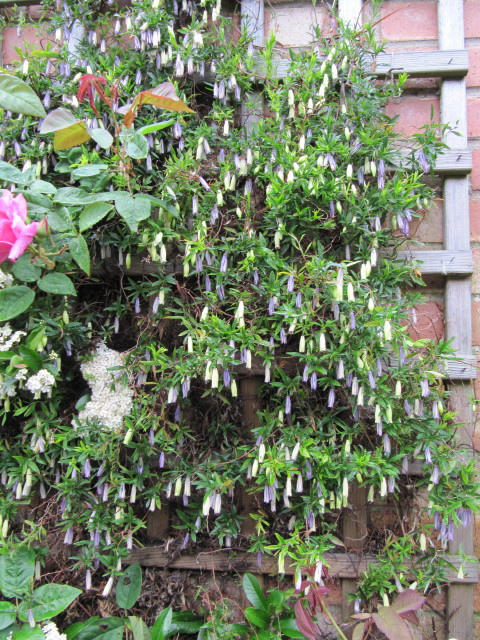 Billardiera longiflora