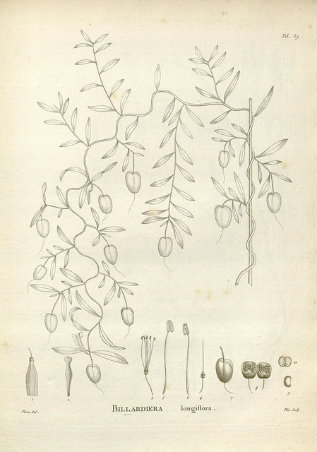 Billardiera longiflora