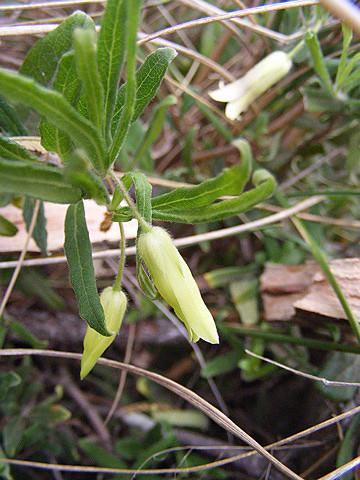 Billardiera scandens