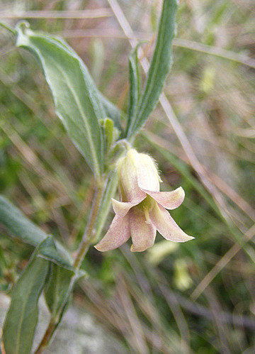 Billardiera scandens