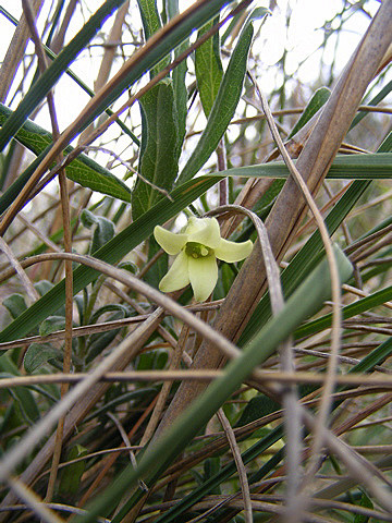 Billardiera scandens