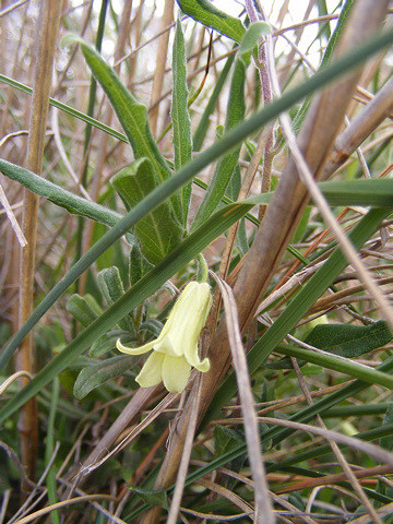 Billardiera scandens