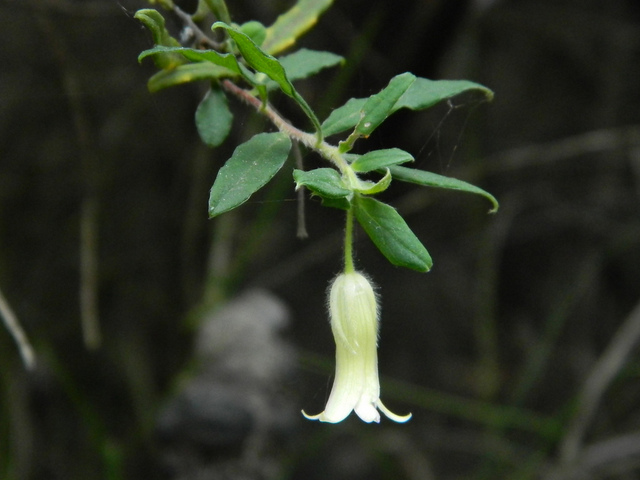 Billardiera scandens