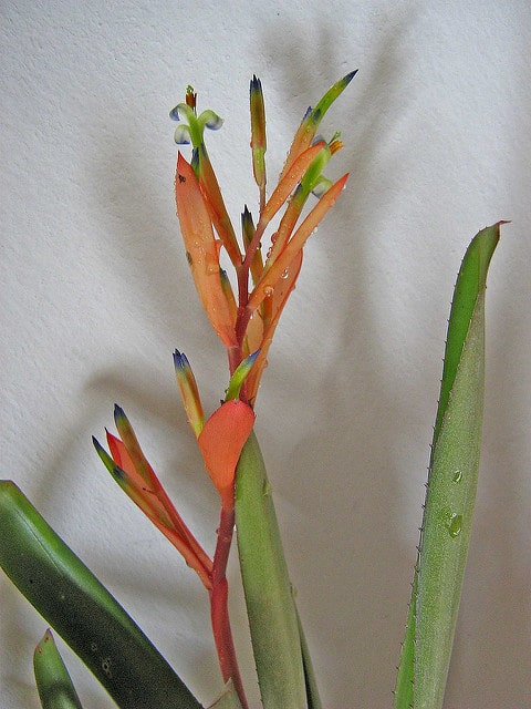 Billbergia amoena (Billbergia amoena)