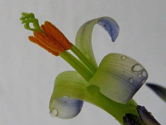 Billbergia amoena