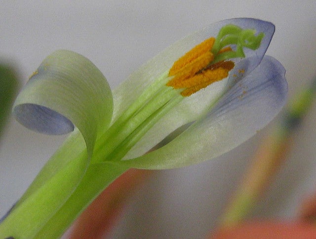 Billbergia amoena