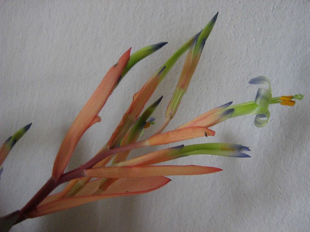 Billbergia amoena