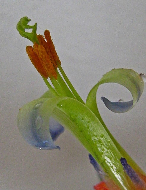 Billbergia amoena
