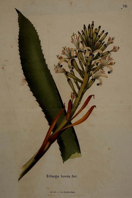 Billbergia horrida (Billbergia horrida)