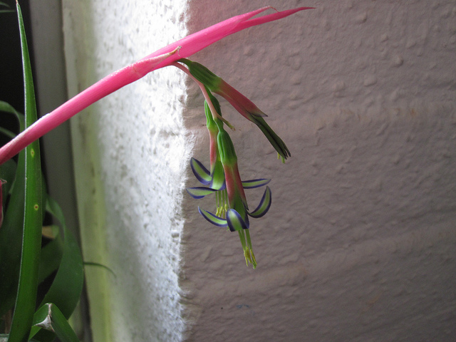 Bilbergie penchée (Billbergia nutans)