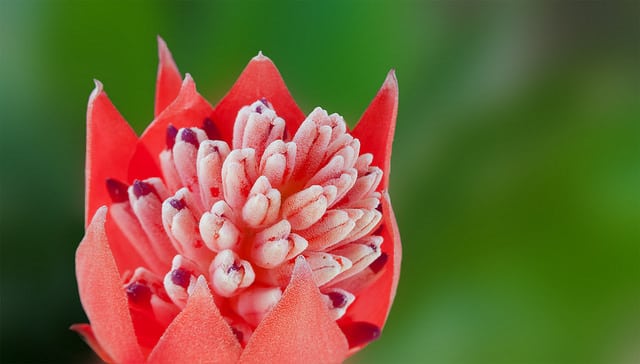 Billbergia pyramidalis (Billbergia pyramidalis)