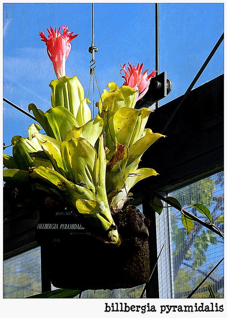 Billbergia pyramidalis