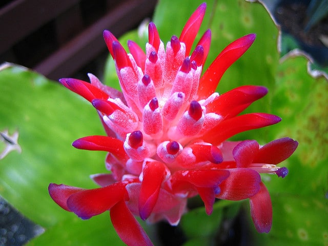 Billbergia pyramidalis