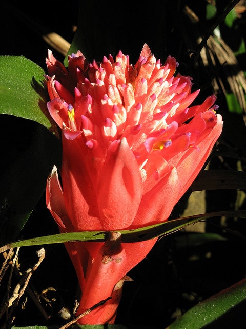 Billbergia pyramidalis